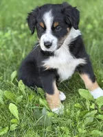 WILLOW, a female Australian Shepherd for sale in Rock Stream, NY – Photo 1 of 9