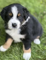 WILLOW, a female Australian Shepherd for sale in Rock Stream, NY – Photo 8 of 9