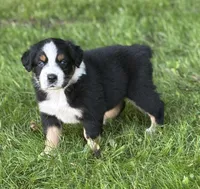 WILLOW, a female Australian Shepherd for sale in Rock Stream, NY – Photo 4 of 9