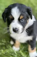 WILLOW, a female Australian Shepherd for sale in Rock Stream, NY – Photo 6 of 9