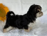 LILLIAN, a female Morkie for sale in Rock Stream, NY – Photo 8 of 9