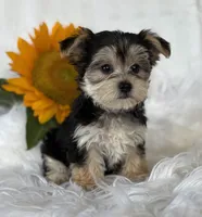 LILLIAN, a female Morkie for sale in Rock Stream, NY – Photo 4 of 9