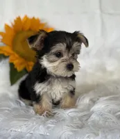 LILLIAN, a female Morkie for sale in Rock Stream, NY – Photo 5 of 9