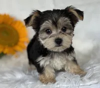 LILLIAN, a female Morkie for sale in Rock Stream, NY – Photo 9 of 9