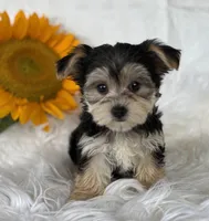 LILLIAN, a female Morkie for sale in Rock Stream, NY – Photo 2 of 9