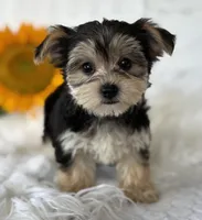 LILLIAN, a female Morkie for sale in Rock Stream, NY – Photo 6 of 9