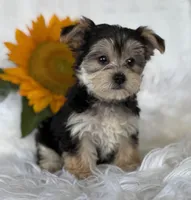 LILLIAN, a female Morkie for sale in Rock Stream, NY – Photo 7 of 9