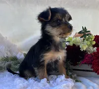 MR Pepsi, a male Yorkshire Terrier for sale in Rock Stream, NY – 8 of 10