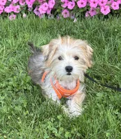 Bradley , a male Morkie for sale in Rock Stream, NY – 7 of 10