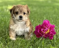 Bryce, a male Morkie for sale in Rock Stream, NY – 10 of 10