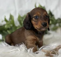 Star Girl , a female Miniature Dachshund for sale in Rock Stream, NY – Photo 8 of 10