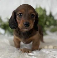 Star Girl , a female Miniature Dachshund for sale in Rock Stream, NY – Photo 2 of 10