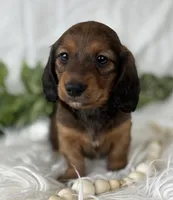 Star Girl , a female Miniature Dachshund for sale in Rock Stream, NY – Photo 10 of 10