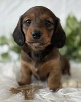 Star Girl , a female Miniature Dachshund for sale in Rock Stream, NY – Photo 1 of 10