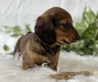 Star Girl , a female Miniature Dachshund for sale in Rock Stream, NY – Photo 5 of 10