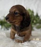 Star Girl , a female Miniature Dachshund for sale in Rock Stream, NY – Photo 9 of 10