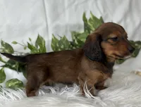 Star Girl , a female Miniature Dachshund for sale in Rock Stream, NY – Photo 7 of 10