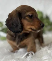 Star Girl , a female Miniature Dachshund for sale in Rock Stream, NY – Photo 6 of 10