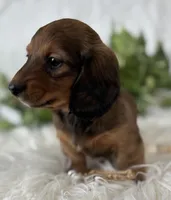 Star Girl , a female Miniature Dachshund for sale in Rock Stream, NY – Photo 4 of 10