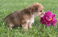 Brookie , a female Morkie for sale in Rock Stream, NY – 10 of 10