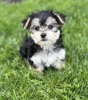 Daxton, a male Morkie for sale in Rock Stream, NY – Photo 6 of 9