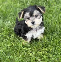 Daxton, a male Morkie for sale in Rock Stream, NY – Photo 7 of 9