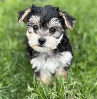Daxton, a male Morkie for sale in Rock Stream, NY – Photo 8 of 9