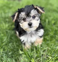 Daxton, a male Morkie for sale in Rock Stream, NY – Photo 1 of 9