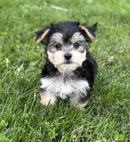 Daxton, a male Morkie for sale in Rock Stream, NY – Photo 5 of 9