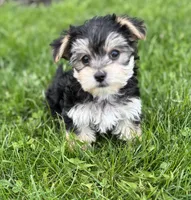 Daxton, a male Morkie for sale in Rock Stream, NY – Photo 9 of 9