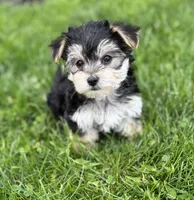 Daxton, a male Morkie for sale in Rock Stream, NY – Photo 4 of 9