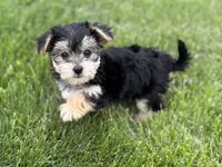 Daxton, a male Morkie for sale in Rock Stream, NY – Photo 2 of 9
