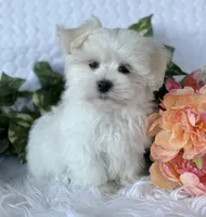MR WYATT, a male Maltese for sale in Rock Stream, NY – Photo 6 of 7