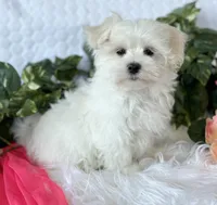 MR WYATT, a male Maltese for sale in Rock Stream, NY – Photo 5 of 7