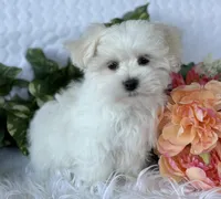 MR WYATT, a male Maltese for sale in Rock Stream, NY – Photo 3 of 7