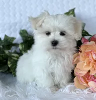 MR WYATT, a male Maltese for sale in Rock Stream, NY – Photo 7 of 7
