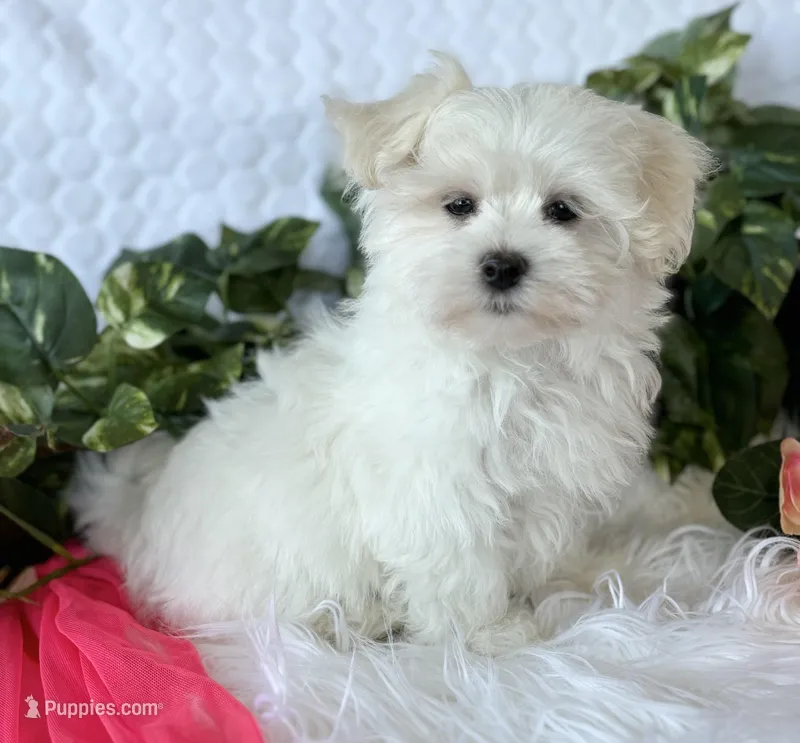 MR WYATT, a male Maltese for sale in Rock Stream, NY – Photo 1 of 7