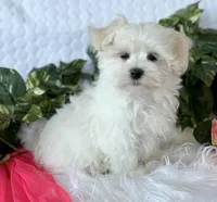 MR WYATT, a male Maltese for sale in Rock Stream, NY – Photo 1 of 7