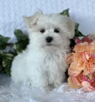 MR WYATT, a male Maltese for sale in Rock Stream, NY – Photo 4 of 7