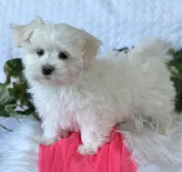 MR WYATT, a male Maltese for sale in Rock Stream, NY – Photo 2 of 7