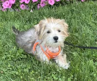 Bradley , a male Morkie for sale in Rock Stream, NY – 8 of 10
