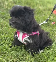 Miss Janie, a female Morkie for sale in Rock Stream, NY – 10 of 10
