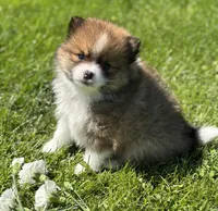 Moppet, a male Pomeranian for sale in Rock Stream, NY – 4 of 10