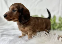 Sonny Boy , a male Miniature Dachshund for sale in Rock Stream, NY – Photo 4 of 10