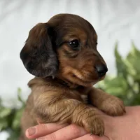 Sonny Boy , a male Miniature Dachshund for sale in Rock Stream, NY – Photo 8 of 10