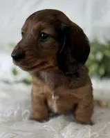 Sonny Boy , a male Miniature Dachshund for sale in Rock Stream, NY – Photo 10 of 10