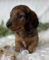 Sonny Boy , a male Miniature Dachshund for sale in Rock Stream, NY – Photo 2 of 10
