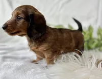 Sonny Boy , a male Miniature Dachshund for sale in Rock Stream, NY – Photo 6 of 10