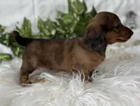 Sonny Boy , a male Miniature Dachshund for sale in Rock Stream, NY – Photo 7 of 10