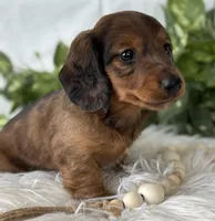 Sonny Boy , a male Miniature Dachshund for sale in Rock Stream, NY – Photo 1 of 10